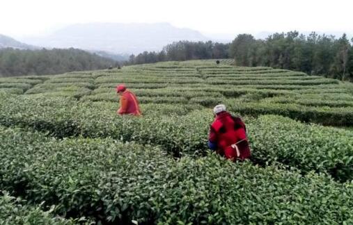 今年四川春茶产量预计增5% 主产区采购商数量恢复至常年五成以上