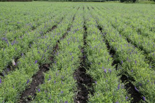 高标准做好春耕工作 黑龙江打牢粮食稳产基础