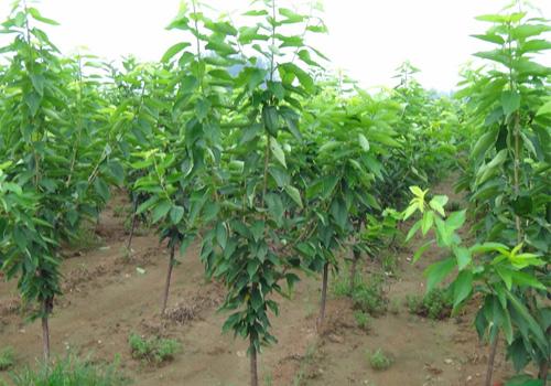 湖南千亿花木产业推进生态惠民