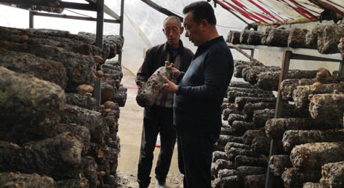 河南南召：“香菇书记”成为贫困群众致富“香饽饽”