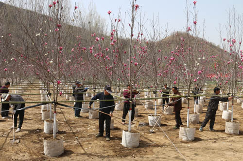 河南南召：栽下“摇钱树”  念活“致富经”