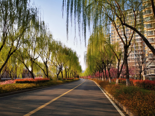 【图集】滨河之春美得像一首诗