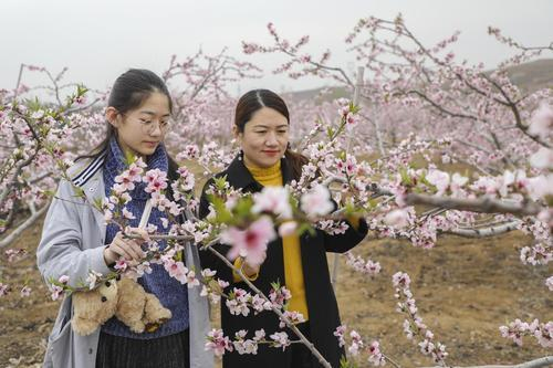 扶贫桃花开满坡