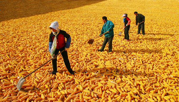 专家：产能、库存、政策均有底 我国粮食安全有保障