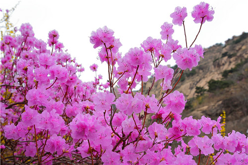 组图：大珠山杜鹃花渐次开放！踏青赏春正当时