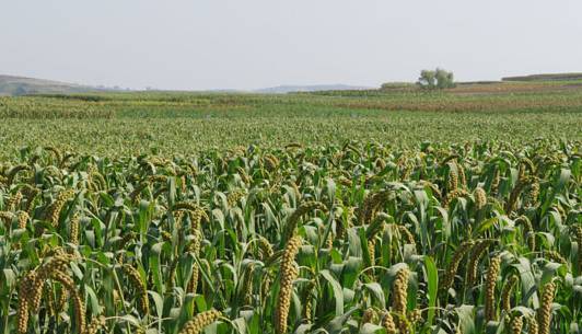 广东省农业农村厅全力以赴做好农业救灾复产