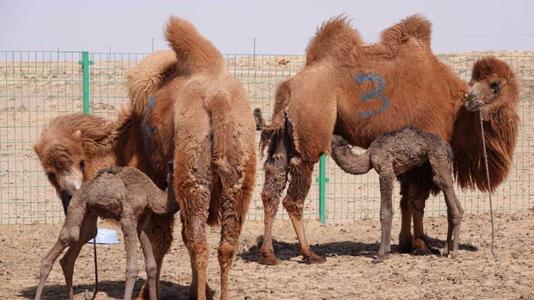 我国首例高产奶驼胚胎移植实验在内蒙古获得成功