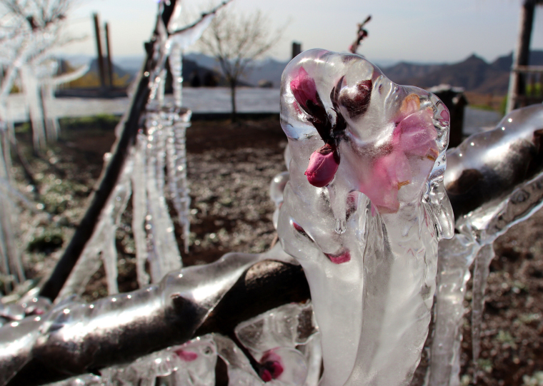 冰晶桃花别样美