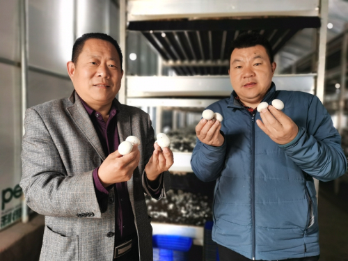 【临报优品】这个第一书记村的蘑菇可以生吃