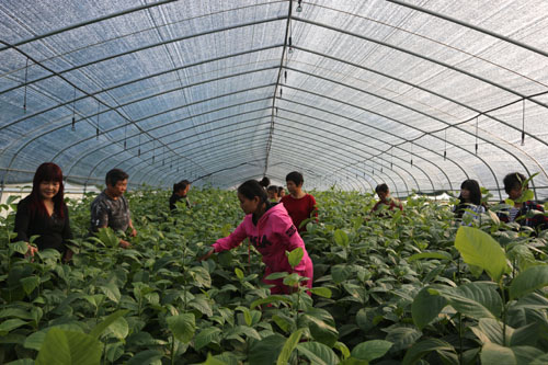 河南省南召县特色产业成为治贫的“灵丹妙药”