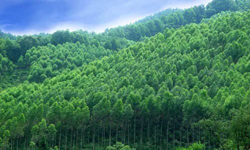 内蒙古乌兰察布市特色经济林建设推进情况