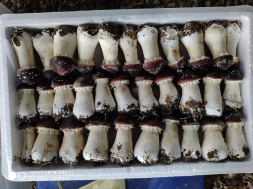 临报优品| 爱心帮销！罗庄区王庄村赤松茸滞销