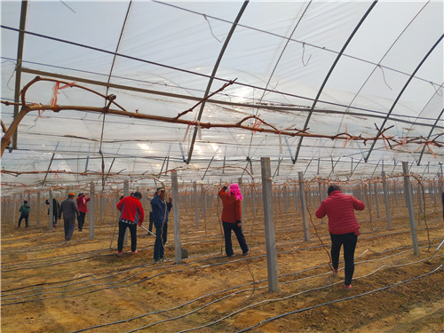 西海岸新区大场镇：特色葡萄种植助力乡村振兴