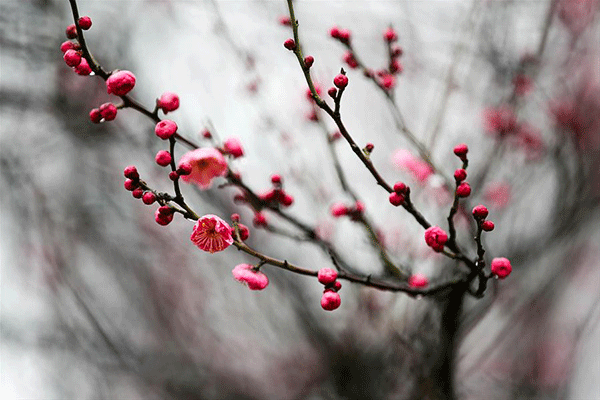 【故事里的中药】疏肝和胃，调畅气机——乌梅