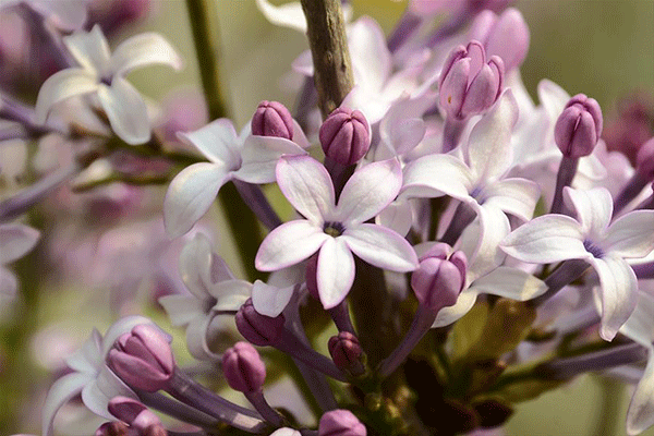 【故事里的中药】药食同源，香口温肾——丁香 