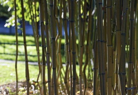 山东创新“强村贷” 强村富农续航乡村振兴 