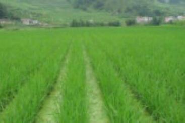 四川省特色农作物种植面积今年预计超5000万亩