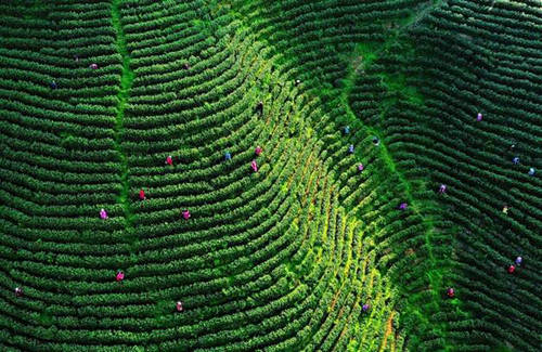 春茶、杜鹃、美食，五一节不得不去丹寨的三个理由