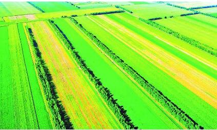 黑龙江佳木斯：调优种植结构 质量兴农增效