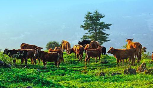 贵州省出台工作计划 大力推动牛羊产业高质量发展
