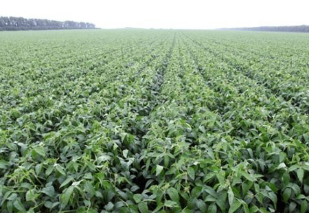 四川推动扩大有机产品认证覆盖面