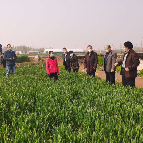 临沂市全力做好小麦条锈病防治 确保夏粮丰产丰收