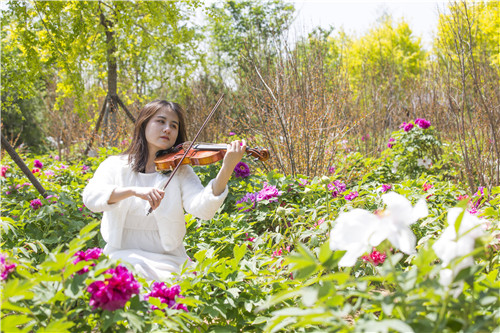 千亩牡丹绽放迎客！青岛西海岸又添一处赏花好去处