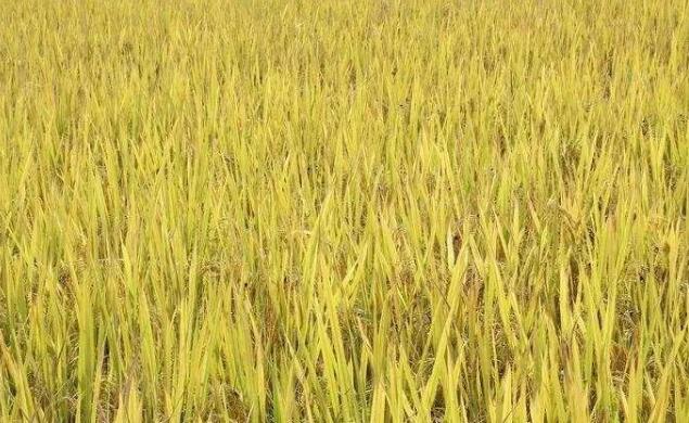 江苏粮食总产达到759.5亿斤 创下历史新高