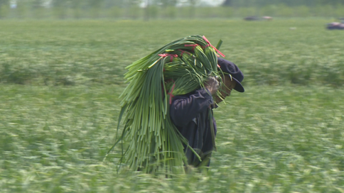 兰陵县30.5万亩蒜薹陆续上市