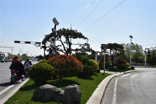 青岛平度：凤台街道“全覆盖式”绿化提升面积50余万平方米