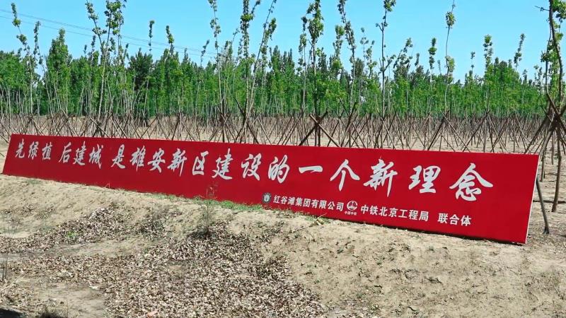 春来绿满，“千年秀林”展露“春芽”