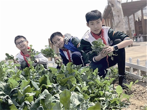 青岛20万学生劳动课将“换新颜”