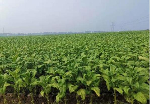 河南省方城县广阳镇打造烟叶产业名片 促进扶贫稳定增收