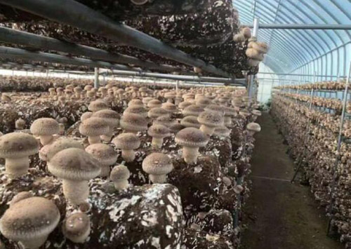 河南省南召县四棵树乡“小香菇”成就脱贫“大产业”