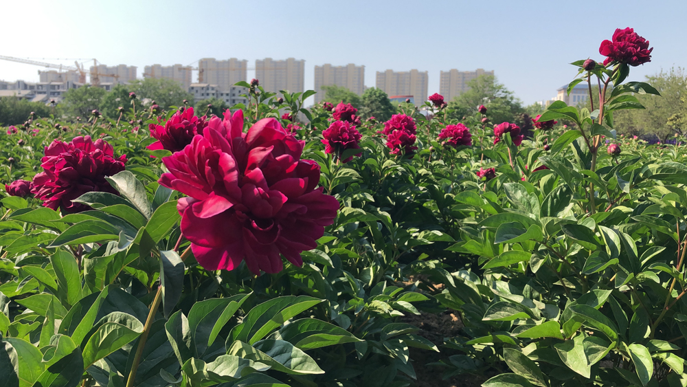 菏泽：曹州牡丹园芍药花开惹人醉