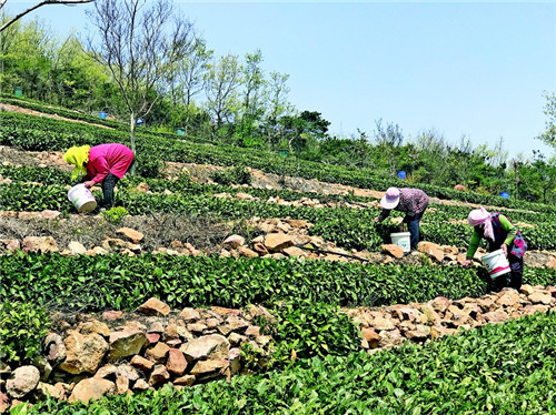 青岛西海岸新区海青春茶大量上市，茶农迎来收获黄金期
