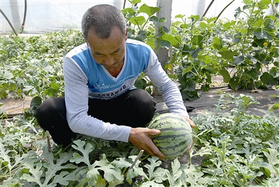 即墨区段泊岚镇：独创的“秸秆反应堆”种植技术为其赢得了市场“先机”