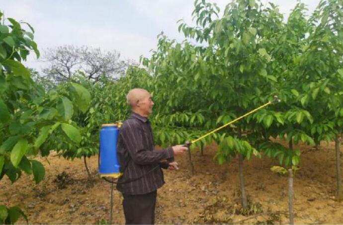 河南省南召县小店乡四厂村多管齐下助贫困农民增收致富