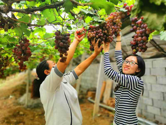山东平度：网红田园受追捧，“线上”游客慕名来