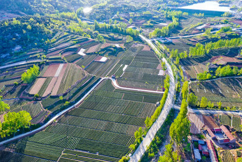 千方百计保增收 沂蒙老区吹响脱贫攻坚战总攻号角