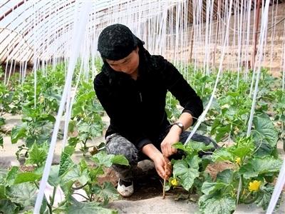 增强脱贫地区内生发展动力 青海培育壮大特色优势产业