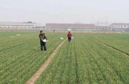 今年内蒙古粮食播种面积将稳定在1亿亩以上