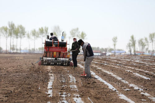兴安盟首次大规模种植旱作水稻