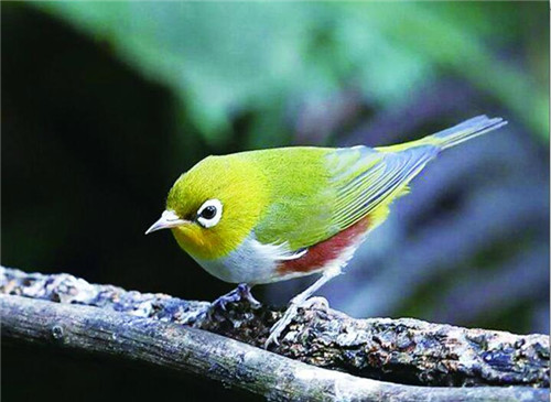 在青岛崂山区非法猎杀53只鸟 判刑、赔偿、道歉