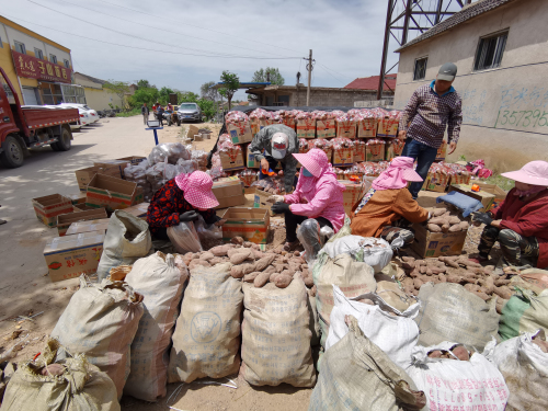 临报优品精选2万斤青云地瓜发往武汉
