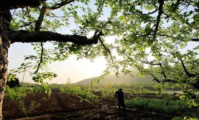 山东：谷雨将至农事忙 