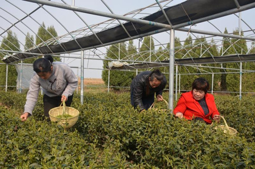 莒南老子峪:山坳里飞出“绿凤凰”