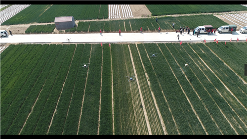 青岛西海岸新区：加强麦田管理，保夏粮丰收