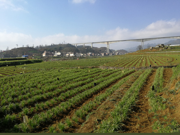 精心调整结构 精准调度生产 精细对接产销 贵州农业下足“精”功夫