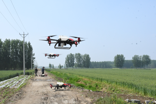 罗庄区已防治小麦条锈病7.8万亩